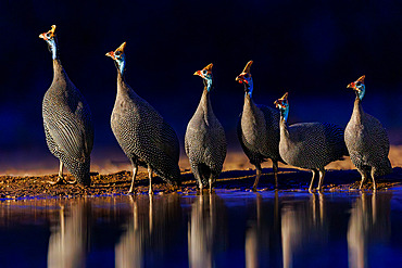 Numidian guinea fowl (Numida meleagris),near by a pond, Shompole wilderness, Shompole Community, Kenya, East Africa, Africa