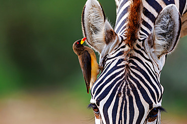 Yellow-billed oxpecker (Buphagus africanus) on a zebra, shrubby savannah landscape, Shompole wilderness, Shompole Community, Kenya, East Africa, Africa