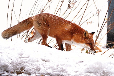 Sakhalin fox (Vulpes vulpes schrencki) in a winter landscape, Hokkaido, Japan