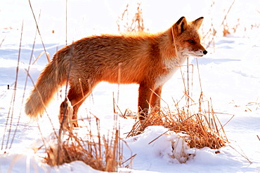 Sakhalin red fox (Vulpes vulpes schrencki) in a winter landscape, Hokkaido, Japan