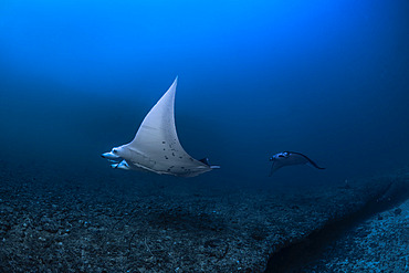 Two reef manta rays (Mobula alfredi) swimming near the entrance to the passe bateau sud cave. Mayotte
