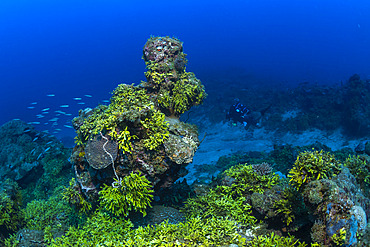 Chira Gourd reef off Sada. Resilient coral reef weakened by the 2024 bleaching event, Mayotte
