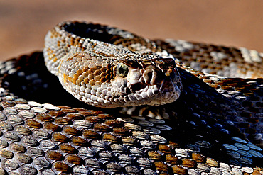 Ornate Black- tailed Rattlesnake (Crotalus ornatus) Texas.