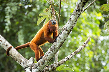 Howler monkey (Alouatta macconnelli) in the branches of a cecropia tree, Camp Patawa, French Guiana