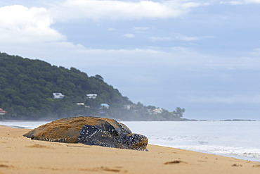 Leatherback turtle (Dermochelys coriacea) returning to the sea after laying eggs, Remire-Montjoly, French Guiana