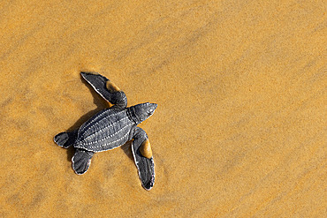 Leatherback baby turtle (Dermochelys coriacea) going to sea after emergence, Plage des Salines, Kourou, French Guiana