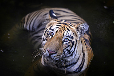 Female Bengal tiger (Panthera tigris tigris) in water at Tadoba, India