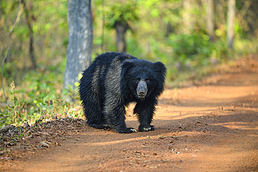 Sloth bear (Melursus ursinus) crossing the trail in Tadoba National Park in India