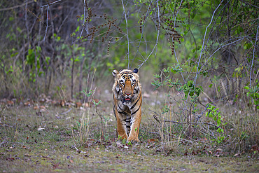 Male Bengal tiger (Panthera tigris tigris) walking in Tadoba, India