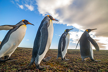 King penguins (Aptenodytes patagonicus) moving on soil composed of Acaena magellanica. Kerguelen Archipelago
