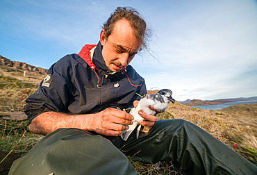 Reading the ring. The ornithologist delicately places a ring on the leg of the Blue Petrel (Halobaena caerulea). Gulf of Morbihan, Mayes Island, Kerguelen archipelago.