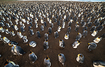 The Ratmanoff colony of king penguins (Aptenodytes patagonicus), seen from above. Each penguin broods and defends its own little perimeter: beware of the individual who dares to break this zone of intimacy. Courbet Peninsula, Kerguelen archipelago.