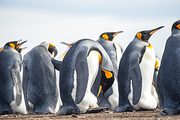 King penguin (Aptenodytes patagonicus) inspecting the egg it is incubating. Ratmanoff king penguin colony, Courbet peninsula, Kerguelen archipelago.