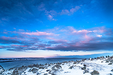 Colony of Gentoo penguins (Pygoscelis papua). Anse des Pachas, near the Port-aux-Francais base. Courbet Peninsula, Kerguelen archipelago.