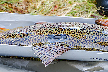 Tracer tag on a trout. Trout were introduced to the archipelago in the 1960s. Irish Bay, Kerguelen Archipelago.