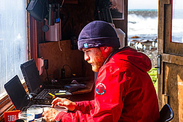 Data entry on the computer in the Guetteur hut. Outside, king penguins (Aptenodytes patagonicus) on the beach. Ratmanoff king penguin colony, Courbet peninsula, Kerguelen archipelago.