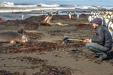 Sound recording of elephant seals (Mirounga leonina). Ratmanoff king penguin colony, Courbet peninsula, Kerguelen archipelago.