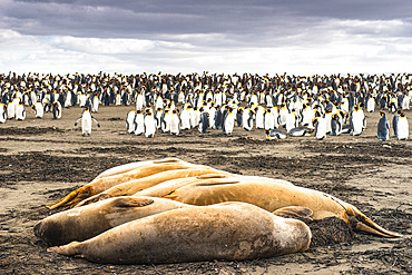 King penguins (Aptenodytes patagonicus) and elephant seals (Mirounga leonina). Ratmanoff king penguin colony, Courbet peninsula, Kerguelen archipelago.