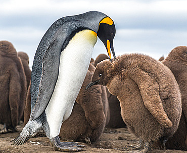 King penguins (Aptenodytes patagonicus) adult and juvenile. Ratmanoff king penguin colony, Courbet Peninsula, Kerguelen archipelago.