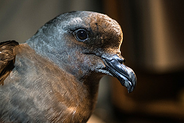 Great-winged petrel (Pterodroma macroptera). Mayes Island, Gulf of Morbihan. Kerguelen Archipelago.