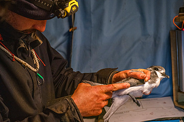 Measuring the wing of a Blue Petrel (Halobaena Caerulea). Mayes Island, Gulf of Morbihan. Kerguelen Archipelago.