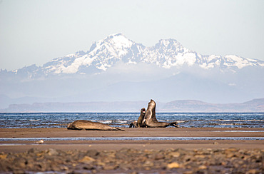 Young elephant seals (Mirounga leonina) playing on the edge of Morbihan Bay, in front of Mount Ross. Kerguelen Archipelago
