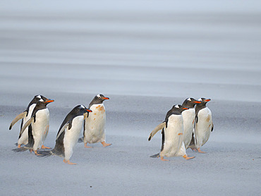 Gentoo Penguin (Pygoscelis papua) during early morning on the way to the sea. South America, Falkland Islands, Saunders Island