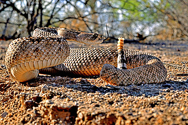 Western diamondback rattlesnake (Crotalus atrox), S. Arizona.