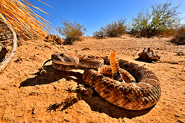 Western diamondback rattlesnake (Crotalus atrox), in desert
