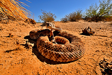 Western diamondback rattlesnake (Crotalus atrox), in desert