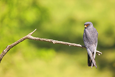 Male Red footed falcon (Falco vespertinus) on a branch looking for prey, Hortobagy National Park, Hungary