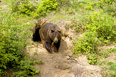 Brown bear (Ursus arctos) emerging from its den, Europe