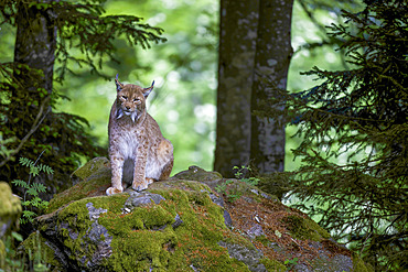Eurasian lynx (Lynx lynx) on a mossy rock, guarding its territory, Europe