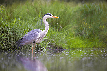 Grey heron (Ardea cinerea) in a pond, Neusiedlersee National Park, Austria