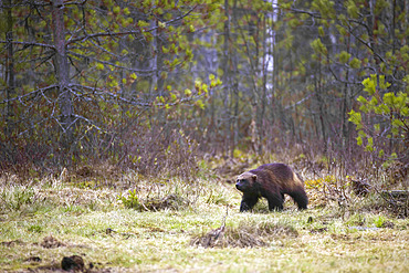 Glutton (Gulo gulo) in a peat bog, Finland