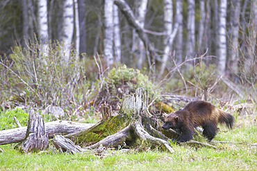 Glutton (Gulo gulo) in a peat bog, Finland