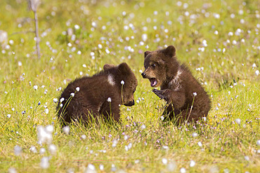 Brown bear (Ursus arctos), young cubs in a peat bog, Finland