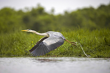 Grey Heron (Ardea cinerea), in flight over a marsh, Breton Marsh, Pays de la Loire, France