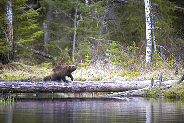 Glouton (Gulo gulo) crossing the bung of a bog pond on a tree trunk, Finland
