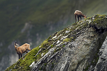 Chamois (Rupicapra rupicapra) and youngster, Vanoise National Park, Alps, France