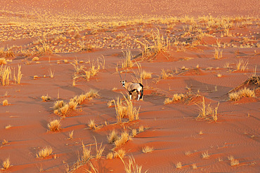 Gemsbok (Oryx gazella). At a sandy plain in the Namib Desert. Aerial view from a helicopter. Namib-Naukluft Park, Namibia.