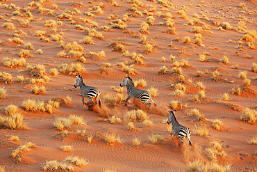 Hartmann's Mountain Zebra (Equus zebra hartmannae). At a sandy plain in the Namib Desert. Aerial view from a helicopter. Namib-Naukluft Park, Namibia.