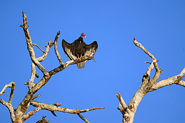 Turkey Vulture (Cathartes aura), sunbath, Bocas del Toro, Panama