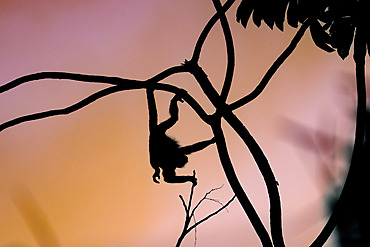 Mantled howler monkey (Alouatta palliata) hanging by tail in a cecropia tree at dusk , Panama