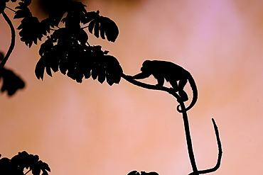 Mantled howler monkey (Alouatta palliata) in a cecropia tree at dusk , Panama