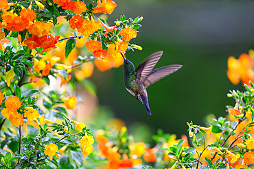 Snowy-bellied Hummingbird (Saucerottia edward), Boquete, Panama
