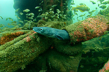 Conger (Conger conger) sticking its head out of a hole in the hull of a wreck, Oleron island, Atlantic Oocean, France