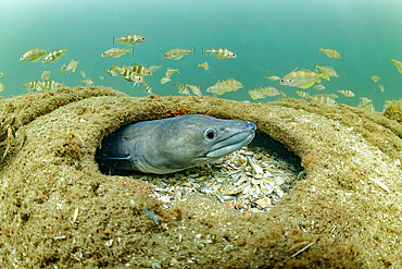 Conger (Conger conger) sticking its head out of a hole in the hull of a wreck, Oleron island, Atlantic Oocean, France