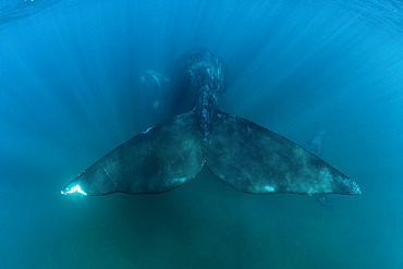 The massive tail ot a Southern Right Whale, (Eubalaena australis), in the shallow protected waters of the Golfo Nuevo, Valdez Peninsula, UNESCO World Heritage site, Argentina.