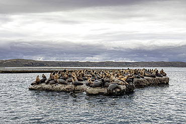 South American sea lion, (Otaria flavescens), UNESCO Natural World Heritage Site, Golfo Nuevo, Peninsula Valdes, Chubut, Patagonia, Argentina, Atlantic Ocean